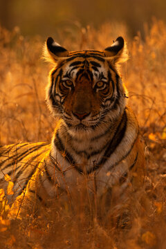 Bengal tiger (Panthera tigris tigris) female, sitting in long grass in autumn light, Ranthambhore, Rajasthan, India. Endangered. 