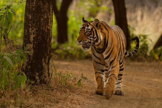 Bengal tiger (Panthera tigris tigris) walking through forest, Ranthambhore, Rajasthan, India. Endangered. 