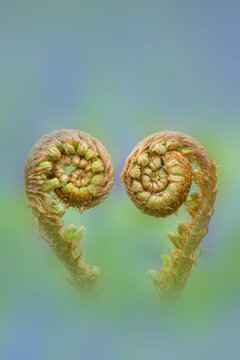 Common male fern (Dryopteris filix-mas) unfurling fronds, Gosford Forest Park, County Armagh, Northern Ireland, UK. April.