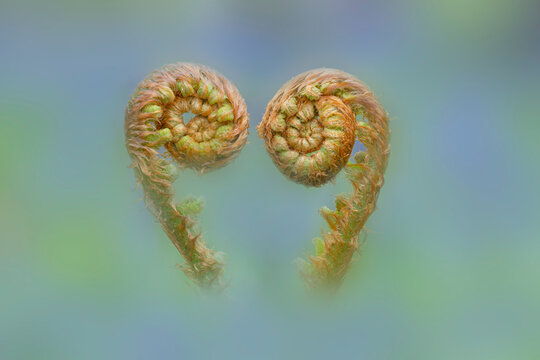 Common male fern (Dryopteris filix-mas) unfurling fronds, Gosford Forest Park, County Armagh, Northern Ireland, UK. April.