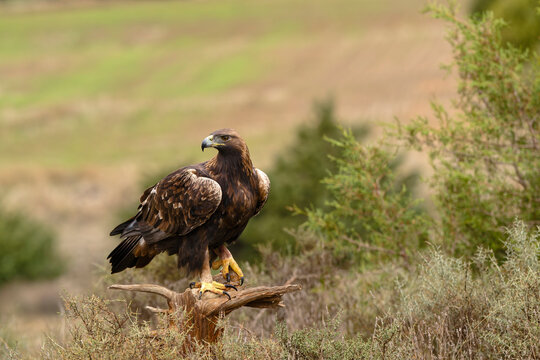 Golden eagle (Aquila chrysaetos) perched on branch,  Duraton River Gorges Natural Park, Castilla y Leon, Spain. November. 