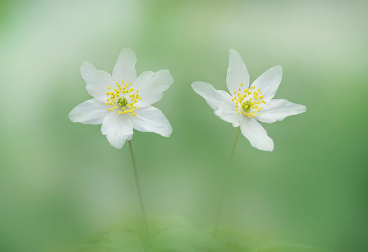 Wood anemones (Anemonoides nemorosa) in flower, Clare Glen, Tandragee, County Armagh, Northern Ireland, UK. April. 