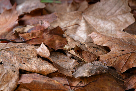 Long-nosed horned frog (Pelobatrachus nasutus) resting among leaf litter, Malaysia. 