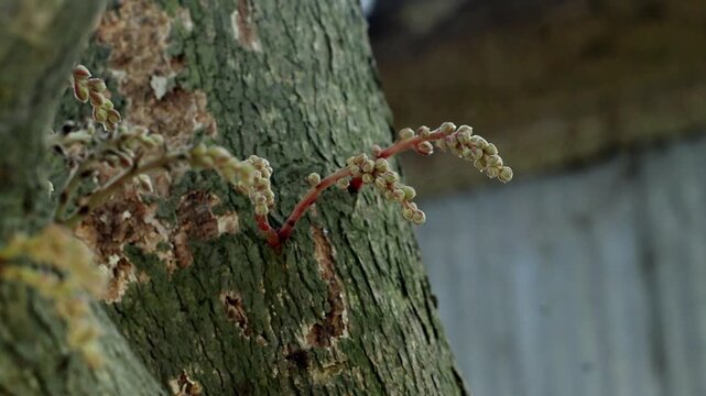 A video showcasing a close-up view of a tree trunk with moss and lichen growing on it in a natural outdoor setting
