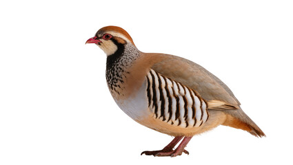 Obraz premium Isolated Chukar Partridge, beautiful game bird, side profile studio shot looking left