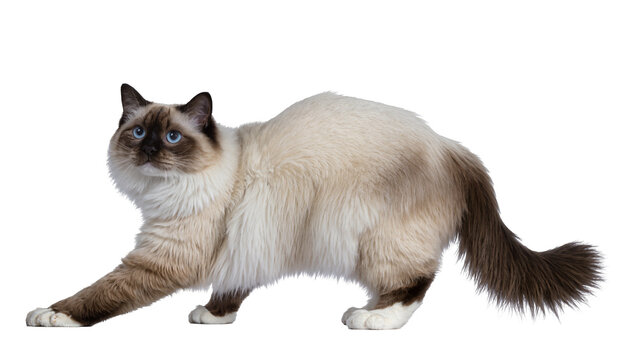 Isolated adorable Ragdoll cat with striking blue eyes in a playful pose, studio shot