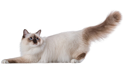 Isolated charming Birman cat with stunning blue eyes and seal point markings in a playful stalking position © Pablo