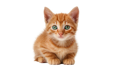 Isolated cute fluffy orange tabby kitten with striking green eyes sitting and looking at camera. © Pablo