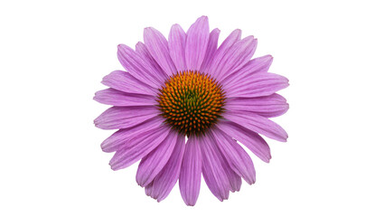 Obraz premium Isolated vibrant purple coneflower blossom with a textured orange and green center