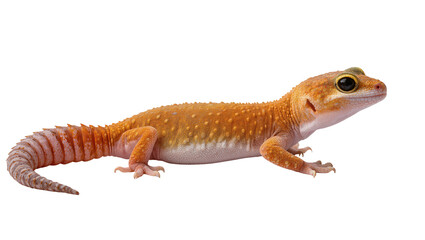 Isolated stunning vibrant orange leopard gecko, a popular exotic pet lizard, in profile
