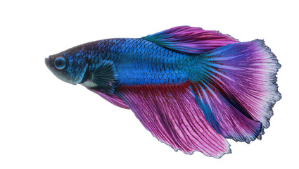 Isolated vibrant blue and purple Siamese fighting fish with flowing fins, majestic aquatic animal © Patricia