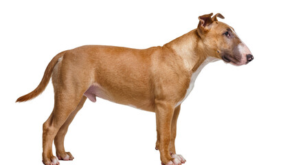 Isolated handsome fawn and white Bull Terrier dog with alert expression standing in profile
