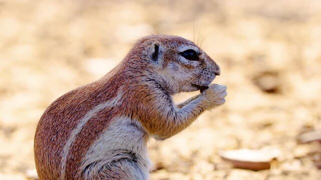 Close up of an African Cape ground squirrel while eating, Kgalagadi Transfrontier Park. 