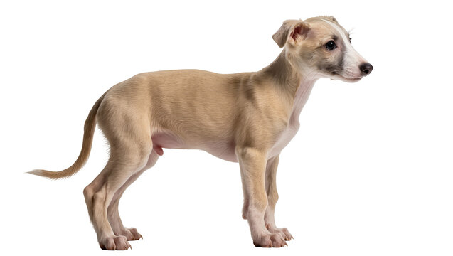 Isolated Whippet puppy standing in profile, a cute domestic pet with a lean build and short fur