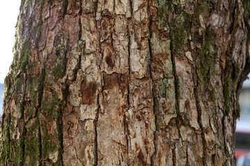 Fototapeta premium Close up texture of rough brown tree bark.