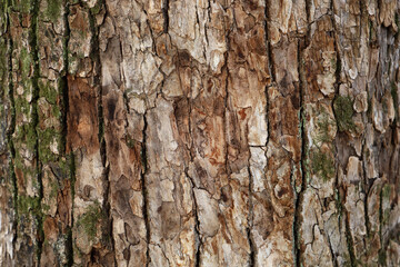 Fototapeta premium Close up texture of rough brown tree bark.