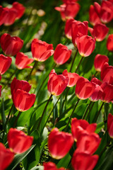 Fototapeta premium Blooming Red Tulips Field with Soft Bokeh Background, Spring Concept