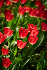 Fototapeta premium Blooming Red Tulips Field with Soft Bokeh Background, Spring Concept
