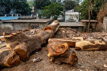 Fototapeta premium Large Cut Logs on Ground in Urban Construction Site. Piles of freshly cut logs and wood pieces with sawdust on the ground. Pile of freshly cut timber logs on the ground outdoors. 