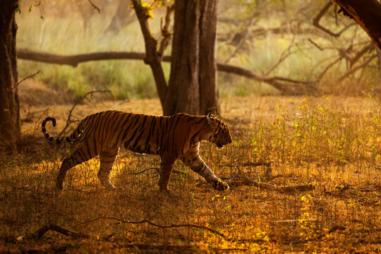 Bengal tiger (Panthera tigris tigris) female sub-adult walking through forest in autumn light, Ranthambhore, Rajasthan, India. Endangered.  Endangered.