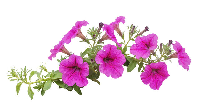 Isolated bright pink petunia flowers with vibrant green leaves, blooming beautifully on a stem