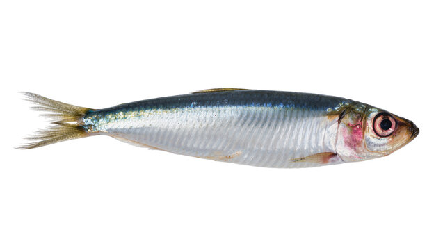 Isolated whole fresh raw sardine fish with shimmering silver scales, captured in studio
