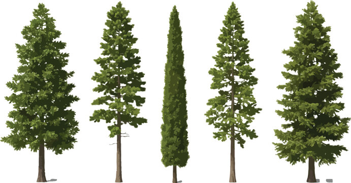 Collection of five distinct green coniferous evergreen trees featuring various shapes and sizes isolated on a transparent background for digital design projects