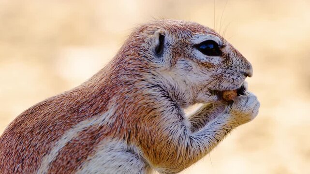 Extreme Close up of an African Cape ground squirrel eating nuts in Kgalagadi Transfrontier Park.
