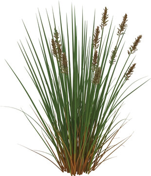 Isolated rendering of a dense clump of tall green wetland sedge grass featuring distinctive brown flower spikes against a stark white background for design use.