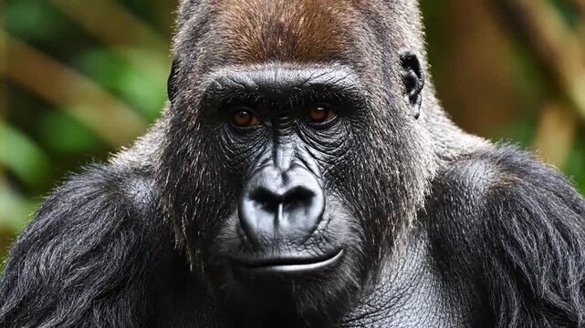 Mountain Gorilla Gazes Intently Into Camera