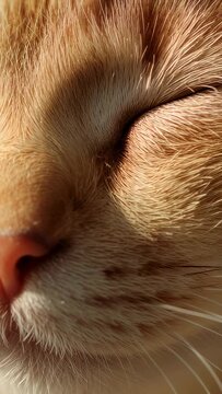 Orange tabby face filling window, sun shifting, causing eyelid twitching showing green eye pet care