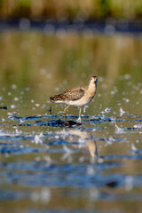 Fototapeta premium Young Ruff Is Walking
