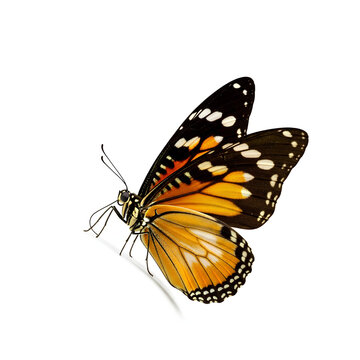 Beautiful Orange and Black Butterfly Isolated on White Background 6.
