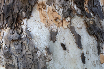 Peeling bark pattern on plane tree trunk