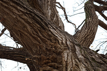Fototapeta premium Large tree trunk and branches viewed from below