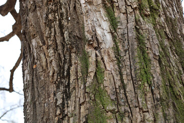 Obraz premium Tree bark texture with green moss growing on trunk