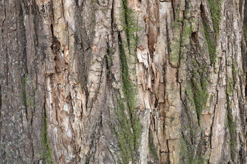 Obraz premium Tree bark texture with green moss growing on trunk
