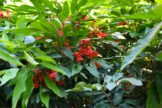 Ashoka tree red flowers with green leaves in tropical garden
