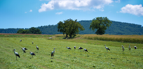 Sommerliche Wiese im Sundgau, Elsass mit vielen Störchen. Panorama