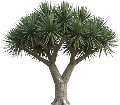 Isolated yucca elephantipes tree cutout featuring a distinctive bifurcated trunk and spiky green foliage perfect for architectural visualization projects.