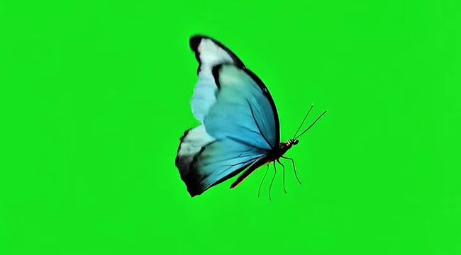 Blue butterfly on a green screen background