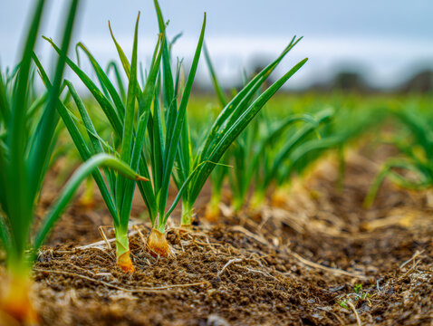 Vibrant rows of fresh green onions growing in rich soil under natural daylight in a well-maintained garden field during early growth stage