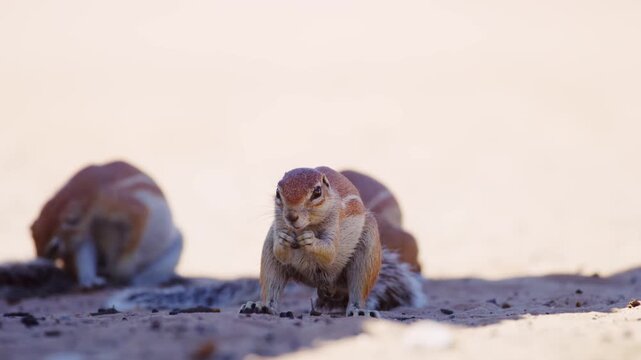Two african ground squirrels Xerinae Feeding together in Savanah of Botswana Africa