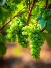 Fototapeta premium Fresh ripe green grapes hanging in bunches on the vine in a sunlit vineyard ready for harvest during a bright summer day
