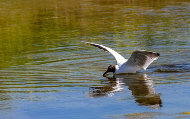 Fototapeta premium Guincho comum, guincho-comum, Chroicocephalus ridibundus, na Ria de Aveiro 