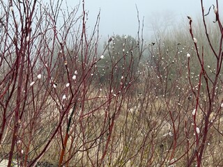 Red willow branches with soft white catkins growing in foggy coastal dunes. © Kristine