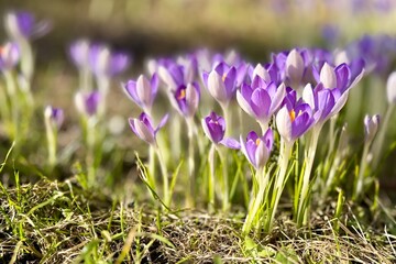 Obraz premium Purple spring crocuses blooming in soft sunlight on fresh grass, with delicate petals and blurred floral background. Early seasonal flowers captured in natural light with shallow depth of field. 