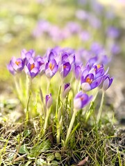 Purple spring crocuses blooming in soft sunlight on fresh grass, with delicate petals and blurred floral background. Early seasonal flowers captured in natural light with shallow depth of field.