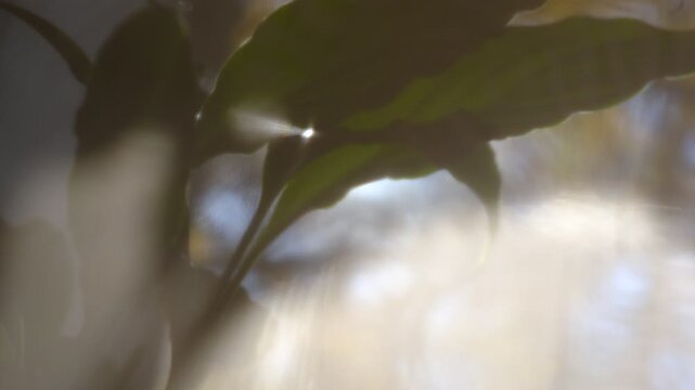 Solstice. A close-up silhouette of branches on silk curtain, backlit view, calming meditating natural background. Majestic nature colors and intricate details evoke freshness and beauty