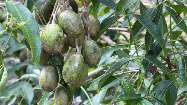 Dense bunch of ambarella fruits grows on a branch within thick orchard greenery under stable natural conditions on a tropical farm. Organic agriculture.